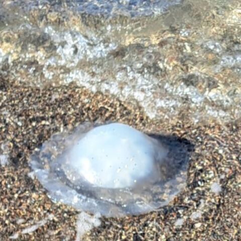 Σε αρκετές παραλίες της Ρόδου έχει εντοπιστεί η τροπική μέδουσα Rhopilema nomadic - Με τι συνδέεται η εμφάνισή της.