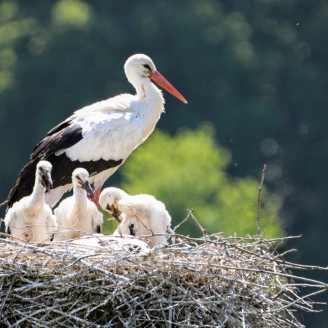 Λέσβος: Διασώθηκε πελαργός με τραύμα στη φτερούγα
