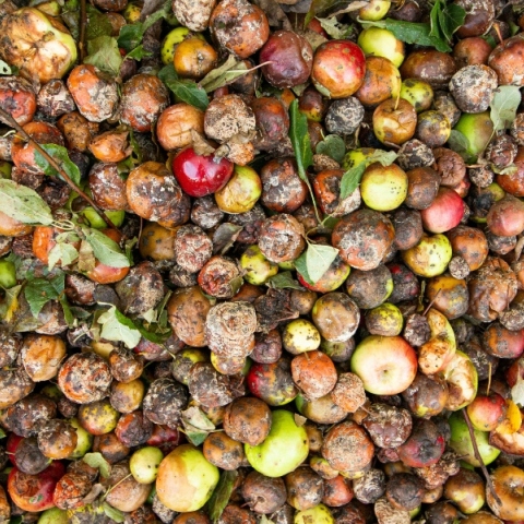 Food waste: Ένα δισ. γεύματα κάθε μέρα στα σκουπίδια 