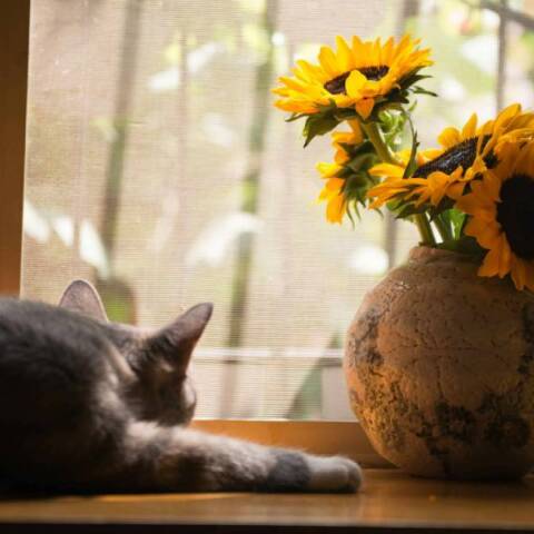 Γιατί η γάτα μάς περιμένει πίσω από την πόρτα;