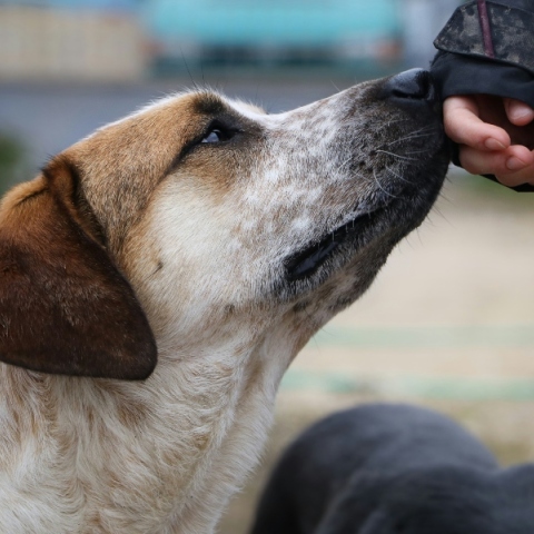 Παγκόσμια Ημέρα Αδέσποτων Ζώων η 4η Απριλίου 