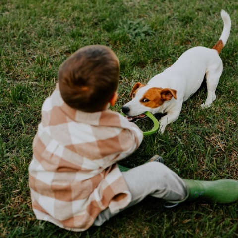 Σκυλάκι παίζει με σκυλάκι στο γρασίδι