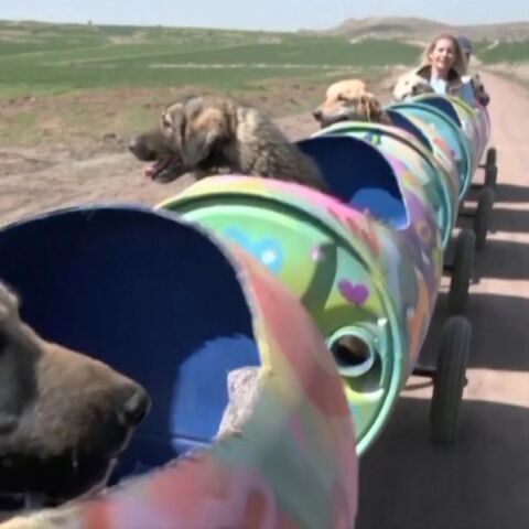 Τουρκία: Μια φιλόζωη βγάζει βόλτα ανάπηρους σκύλους με ένα αυτοσχέδιο τρενάκι - Η Μπουκέτ Οζγκουνλού φιλοξενεί 560 σκυλιά στο καταφύγιό της. 