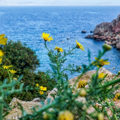 Μία ανοιξιάτικη ημέρα με λουλούδια και φόντο τη θάλασσα