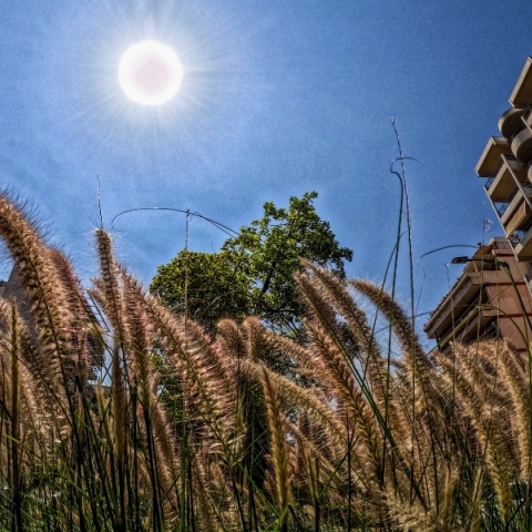 Εικόνα της Αθήνας με στάχια και με φόντο πολυκατοικίες