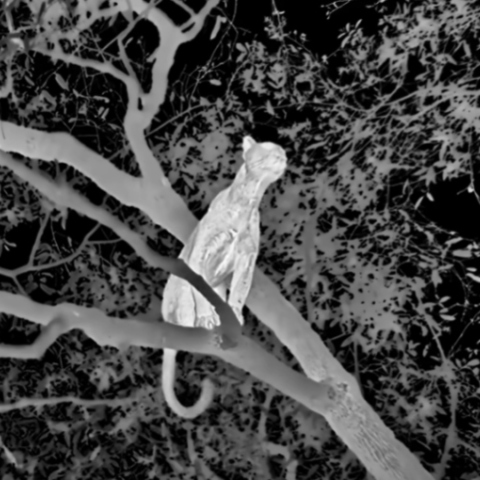 BBC: Λεοπάρδαλη κυνηγά μπαμπουίνους τη νύχτα