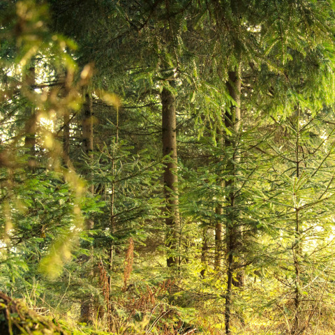 Ευρωπαϊκά δασικά οικοσυστήματα