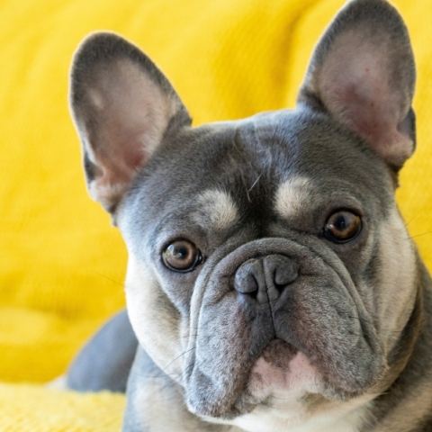 Τι είναι χρωματική αραίωση στο τρίχωμα των σκυλιών