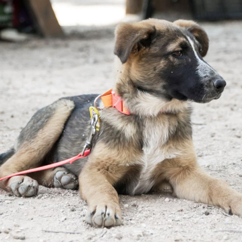 Γιορτή Υιοθεσίας