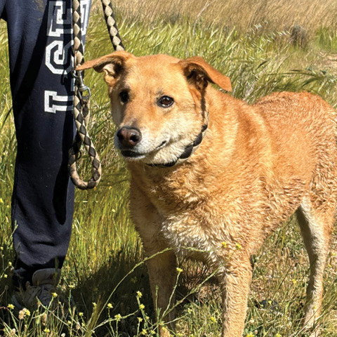 Η ιστορία του Μάρκου: Πώς βρήκα τον σκύλο μου που είχε χαθεί