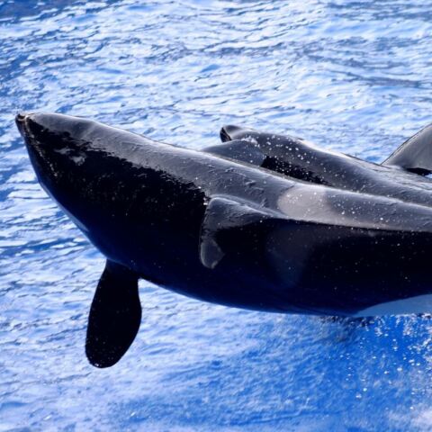 Μαυροδέλφινα