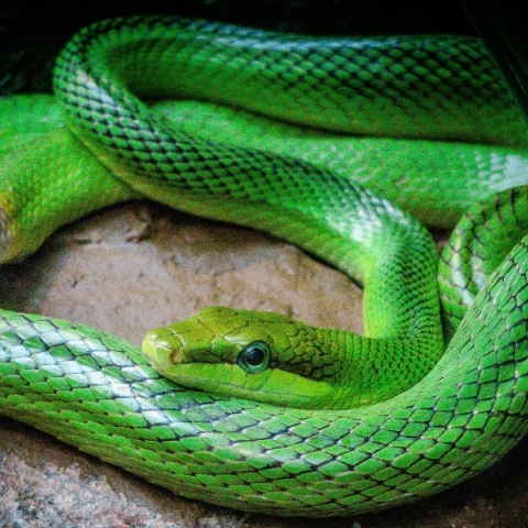 Αυστραλία: Θύματα από δάγκωμα φιδιού τα μεταφέρουν στο νοσοκομείο