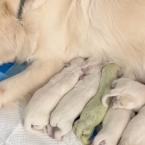 Golden Retriever γέννησε πράσινο κουταβάκι στη Φλόριντα