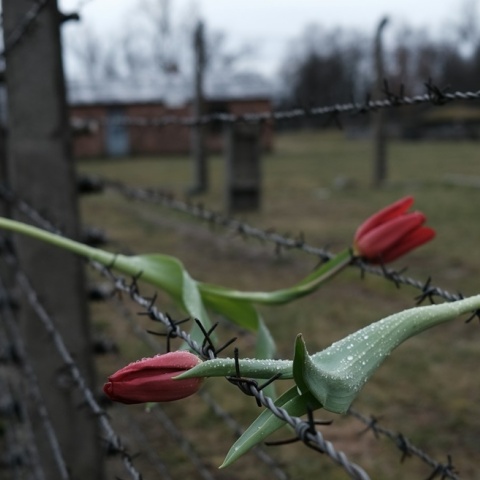 Λουλούδια στα συρματοπλέγματα στρατοπέδου συγκέντρωσης