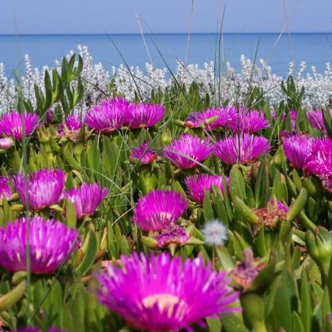 Ο καιρός την Κυριακή των Βαΐων, 28 Απριλίου - Βελτιωμένος με άνοδο θερμοκρασίας - Αναλυτική πρόγνωση από το meteo και την ΕΜΥ.