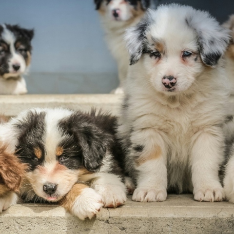Αλωπεκία αραίωσης χρώματος του σκύλου: Όσα χρειάζεται να γνωρίζουμε