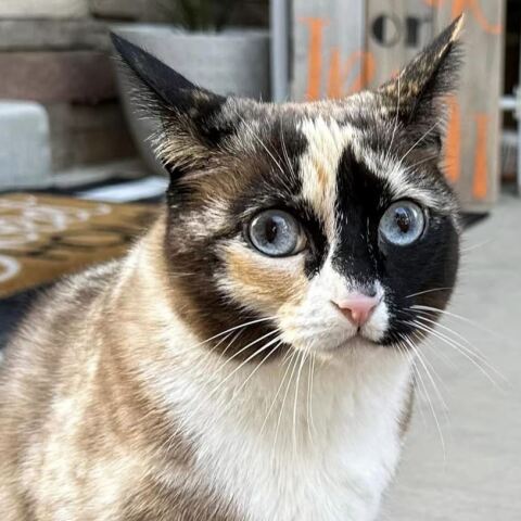 Η γάτα Γκαλένα που ταξίδεψε σε δέμα της Amazon