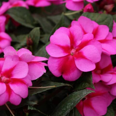 7 λουλούδια που ευδοκιμούν σε σκιερά μπαλκόνια