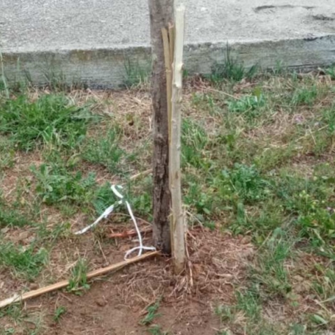 Εύοσμος: Κατέστρεψαν δέντρα για τα θύματα των Τεμπών