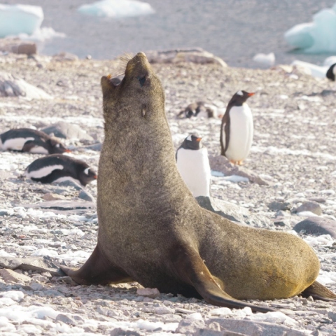 Ανταρκτική: Τα ζώα καίγονται από τον ήλιο