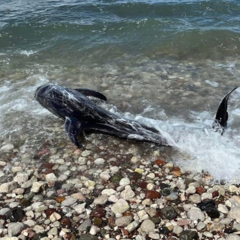 Δελφίνι βγήκε στα ρηχά στην παραλία των Ιρίων