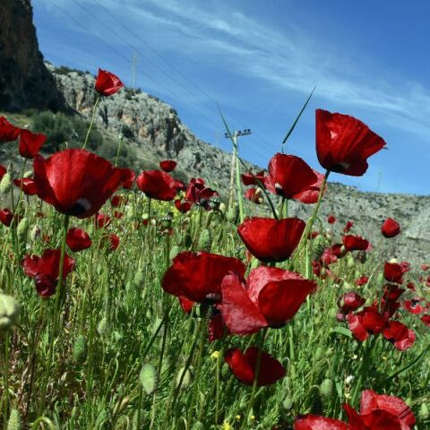 Καιρός: Αίθριος σήμερα, Τρίτη 7 Μαΐου 2024 - Ηλιοφάνεια και θερμοκρασίες έως 29 βαθμούς - Αναλυτική πρόγνωση.