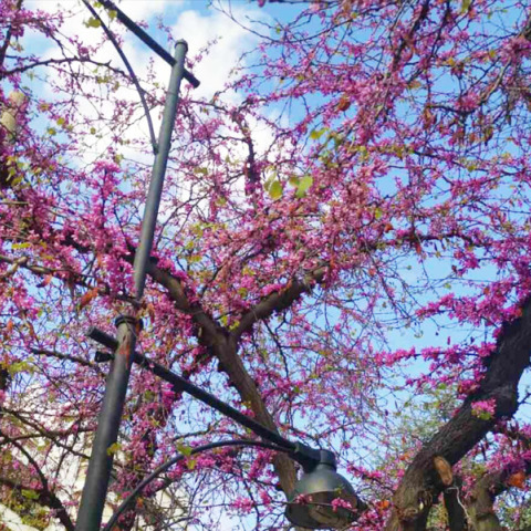 Κουτσουπιές