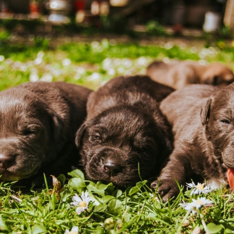 Τύφος: Κινδυνεύει ο σκύλος μας; 
