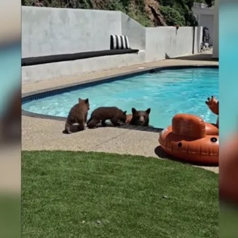 Καλιφόρνια: Viral η αρκούδα που έκανε βουτιά σε πισίνα σπιτιού 