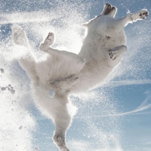 Comedy Pets Comedy Pets Photography Awards: Οι καλύτερς φωτογραφίες του διαγωνισμού κατοικιδίων 