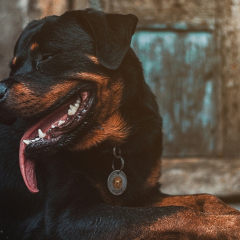 Νέα Σμύρνη: Χειρουργήθηκε το μωρό που δέχθηκε επίθεση από τον σκύλο 