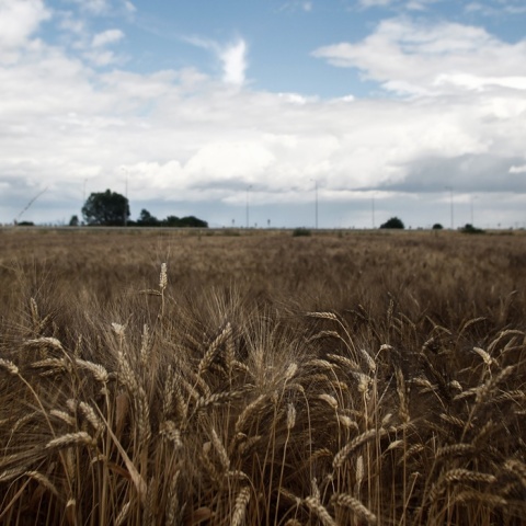 Χωράφι με σιτηρά