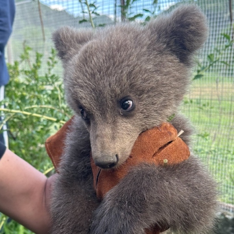 Κοζάνη: Ορφανό αρκουδάκι βρέθηκε σε αυλή σπιτιού 