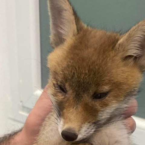 Χαλκιδική: Aλεπουδάκι 2 μηνών βρέθηκε τραυματισμένο 