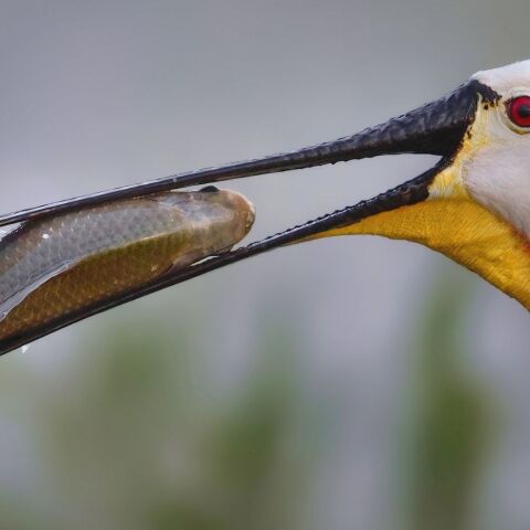 Χουλιαρομύτα, Λίμνη Κάρλα 