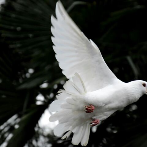 Λευκό περιστέρι πετάει