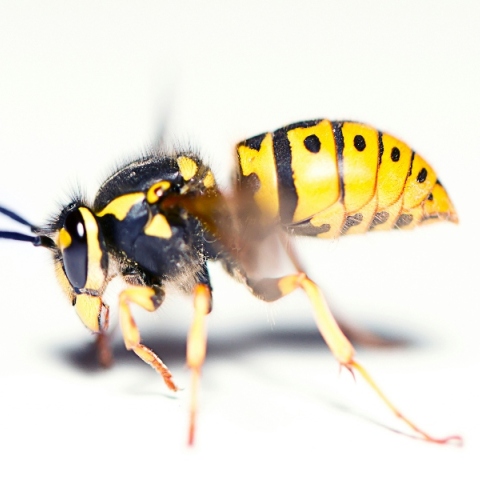 Η ασιατική σφήκα τρομάζει τους Βρετανούς 