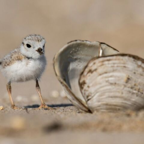 Υπό απειλή το 21,5% των ειδών ζώων, φυτών και μυκήτων στην Ελλάδα - Ο Κόκκινος Κατάλογος δημοσιοποιήθηκε από το υπουργείο Περιβάλλοντος. 