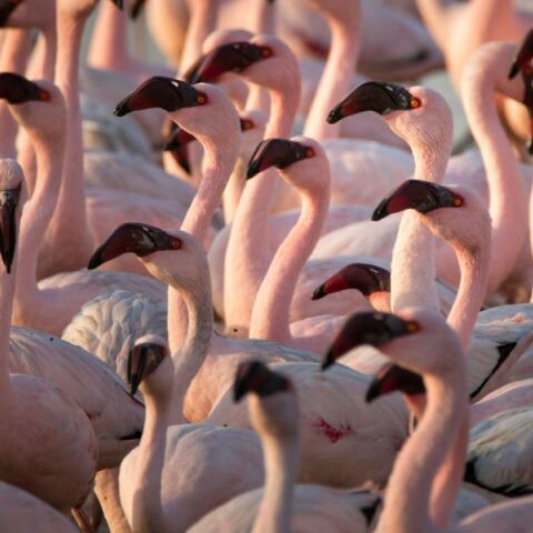 Ινδία: Δεκάδες ροζ φλαμίνγκο σκοτώθηκαν σε σύγκρουση με αεροπλάνο - Αντιδράσεις περιβαλλοντικών οργανώσεων - Τα στατιστικά στοιχεία που προκαλούν ανησυχία.