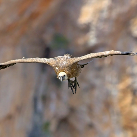 Φωλιάζουν ξανά τα Όρνια στην Πάρνηθα έπειτα από σχεδόν μισό αιώνα 