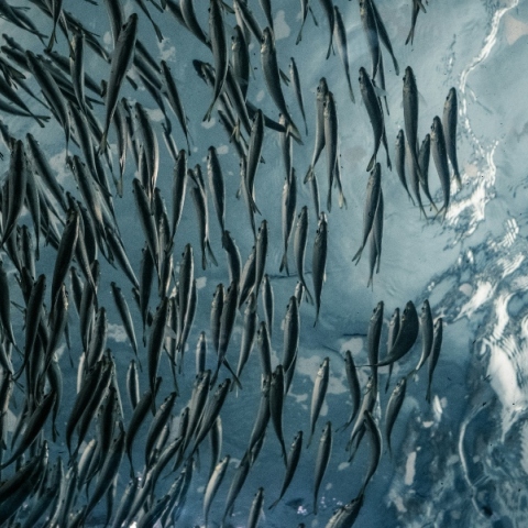 Ψάρια γλυκού νερού: H κλιματική κρίση και η ρύπανση τα απειλούν