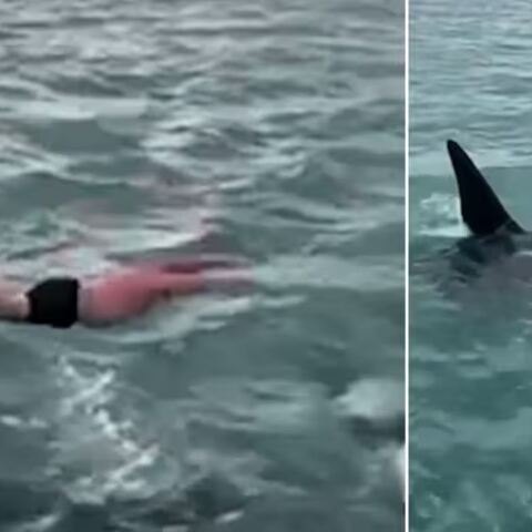Νέα Ζηλανδία: Άνδρας βούτηξε στη θάλασσα για να ακουμπήσει όρκα