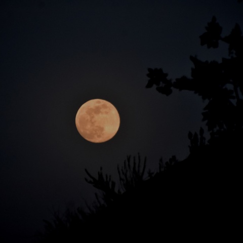 Πανσέληνος Μαΐου 2024 πάνω δέντρα