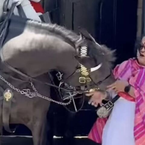 Άλογο της Βασιλικής Φρουράς στο παλάτι του Μπάκιγχαμ δάγκωσε τουρίστρια 