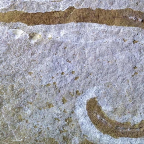 Το σκουλήκι του Dune υπήρχε! 