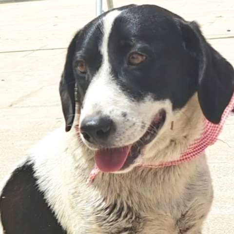 4ο Run Bike Care: Υιοθετήστε ένα σκυλάκι