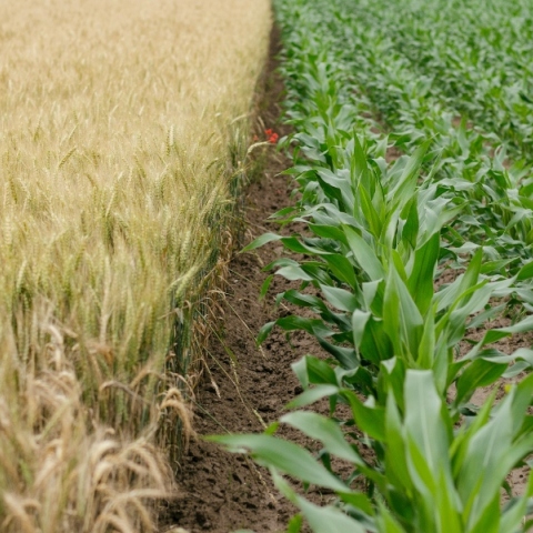 «Πράσινοι - Οικολογία» και «ΚΟΣΜΟΣ» στηρίζουν τις βιολογικές καλλιέργειες 