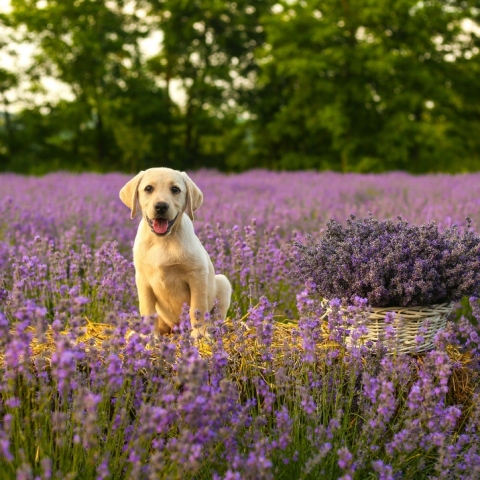 Εποχιακές αλλεργείες στα κατοικίδια
