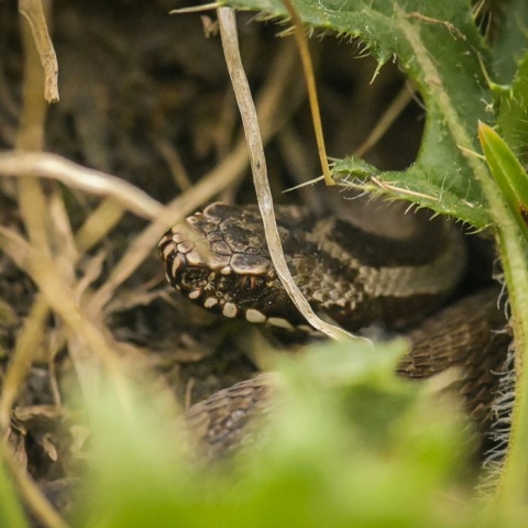 Οχιά σε χορτάρια
