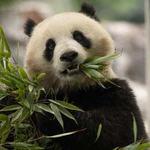 Δύο γιγάντια πάντα θα ταξιδέψουν από την Κίνα στις ΗΠΑ 